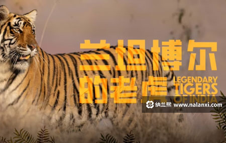 纪录片《兰坦博尔的老虎》全1集英语中英双字[1080P][MP4]