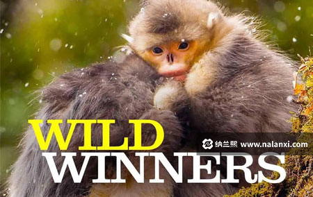 纪录片《野生赢家》全3集英语中字字[1080P][MP4]